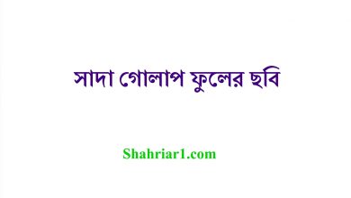 সাদা গোলাপ ফুলের ছবি